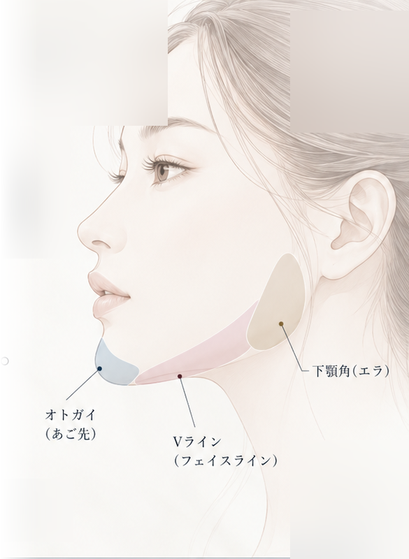 輪郭形成の施術部位イメージイラスト