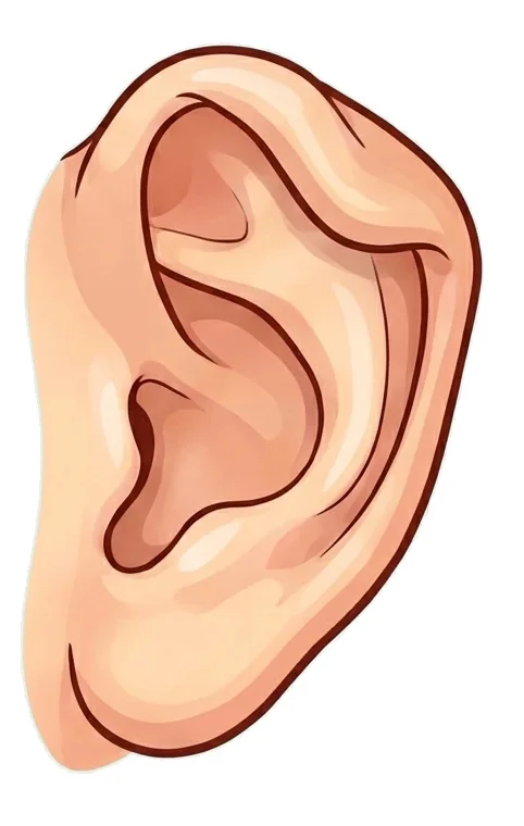 折れ耳のイメージ図（耳の上の縁が前に折れ曲がっている状態）